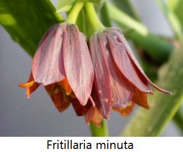 Fritillaria minuta